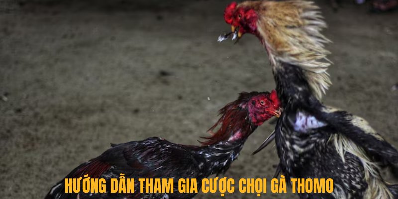 Hướng dẫn tham gia cược chọi gà Thomo