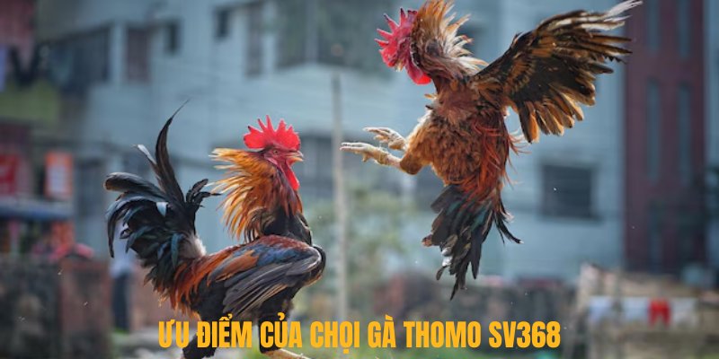 Ưu điểm của chọi gà Thomo tại SV368