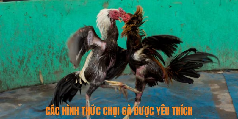 Các hình thức chọi gà được yêu thích