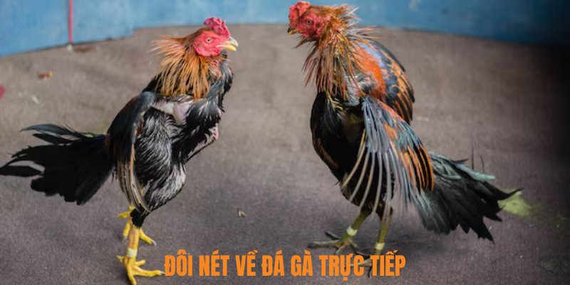 Đôi nét về đá gà trực tiếp