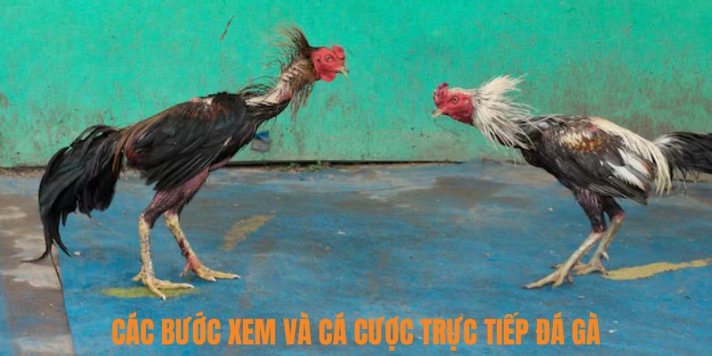 Các bước xem và cá cược trực tiếp đá gà