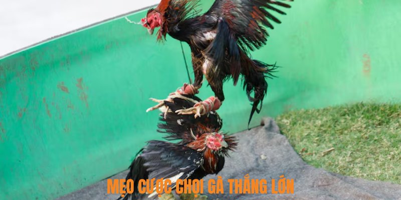 Mẹo cược chọi gà thắng lớn