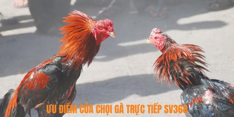 Ưu điểm của chọi gà trực tiếp SV368